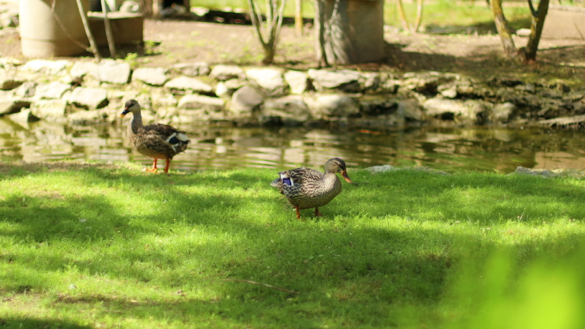 Colourful male duck standing in park with other ducks looking straight ahead. Reserve Askania Nova, Ukraine