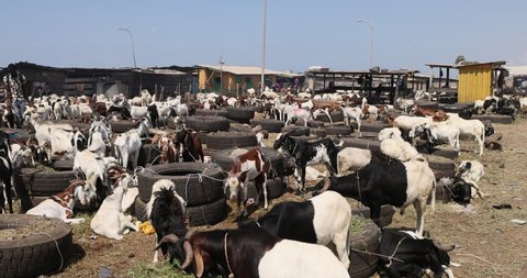 JAMESTOWN, GHANA - 21 JUL 2021: Market Herd Goat livestock Muslim area Jamestown Accra Ghana. Towns, villages communities have livestock, cows goats, sheep close to homes. Slaughtered at homes for fam