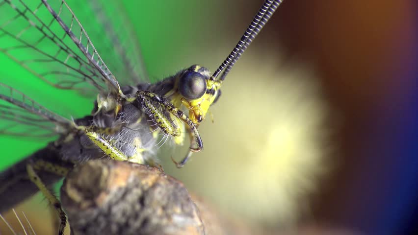 Head with big eyes. Insect Macro. Euroleon nostras. Antlion - Myrmeleontidae, Insects may be mistakenly identified as dragonflies or damselflies