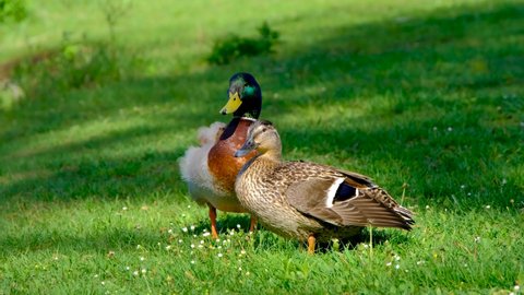Ducks were sitting in lush grass near a lake. Outdoor young duckling on the green grass, Ducks on farm