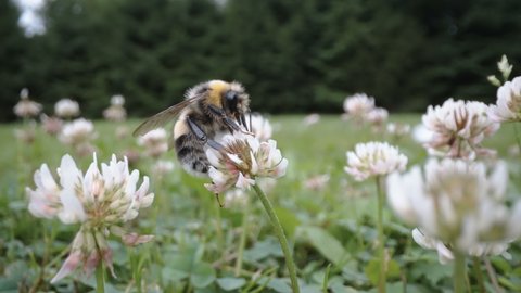 The white clover flowering plants in the garden with the flying bee on top in Estonia