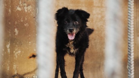 animal shelter. a cute lonely black dog in a cage behind a fence wags its tail and barks, hoping that a new owner has come. the dog is happy and hopes to be adopted