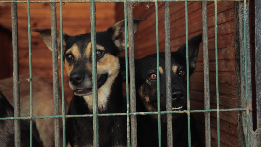 shelter for street animals. abandoned lonely dogs with sad eyes in a cage behind a fence look around, hoping that a new owner has come. man's best friend Royalty-Free Stock Footage #1076651324
