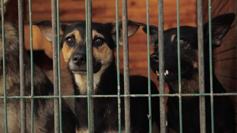 shelter for street animals. abandoned lonely dogs with sad eyes in a cage behind a fence look around, hoping that a new owner has come. man's best friend