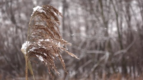 Single twig of reed is trembling on windy at frosty winter day in closeup and slow motion. View of dry cane in a meadow among falling fluffy snowflakes. Concept of plants and nature in a cold weather.