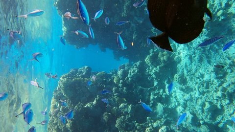 VERTICAL VIDEO: School of Lunar Fusilier (Caesio lunaris) swims near sailing through a rift in a coral reef. Sun rays in beautiful underwater canyon in the Red Sea. Underwater life in the ocean
