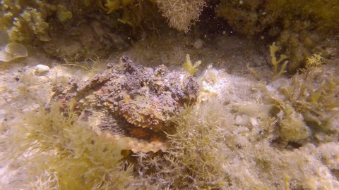 Stonefish slowly swim above sandy seabed among the algae in the sunrays. Reef Stonefish (Synanceia verrucosa). Slow motion