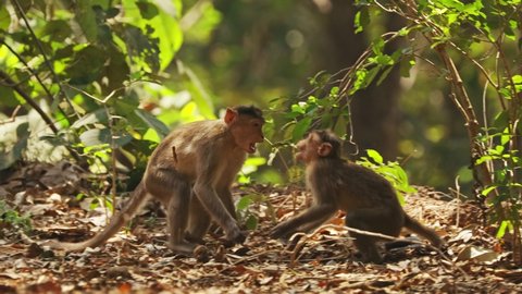 Goa, India. Bonnet Macaque - Macaca Radiata Or Zati. Funny Young Monkeys Play Together.