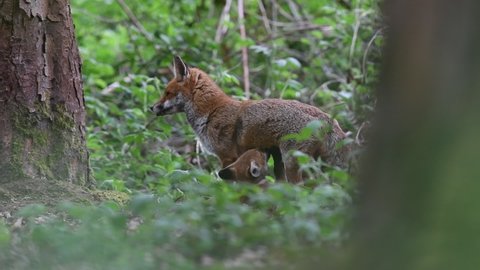 A red fox Vixen feeding cubs in spring in woodland, tender and loving moment Stockvideó