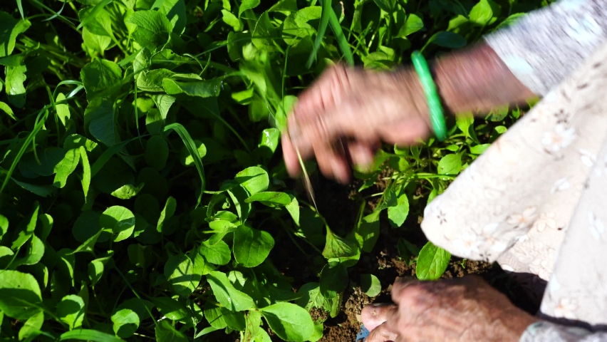 Close up hands of an old Vietnamese woman working in a garden in a vegetarian village near Hoi An, Vietnam