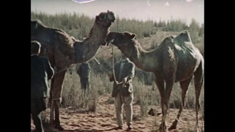 1964 - Camels pee into a bucket and a hairstylist purportedly uses the urine to rinse Arab women's hair to make it blonde.