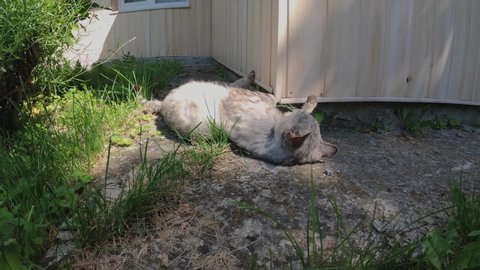 Gray adult cat resting outdoors. The gray cat lies on the green grass, lazily stretches and meows. A beautiful cat on the green grass is illuminated by the bright sun.