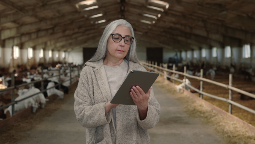 Attractive aged woman in eyeglasses standing at goat farm with digital tablet in hands. Female farmer with grey hair using modern gadget for work at village.