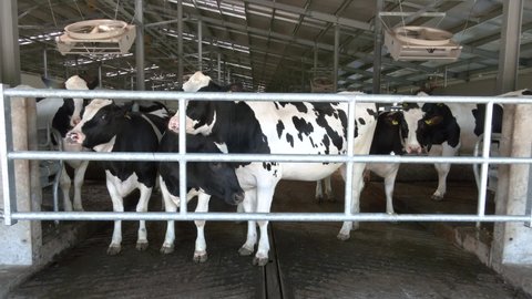 Breeding cows in free animal husbandry. Livestock cow farm. Herd of black white cows are looking at the camera with interest. Dairy business and animal labeling concept. 
