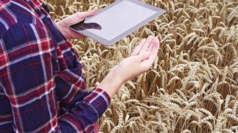 Woman businessman analyzing grain harvest. Farmers hands working with tablet PC in wheat field. Agronomist with tablet examining ear of wheat, grain harvest in field. Family farm, and farming concept
