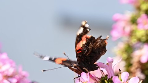 Red Admiral butterfly collecting nectar from the flower of a Viburnum flower in summertime. Footage.