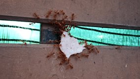 Colony of ants carry food to the anthill, feverish busy movement of animal insects, running fast movement along the wall, the concept of collective social work in the natural life Macro video ProRes.