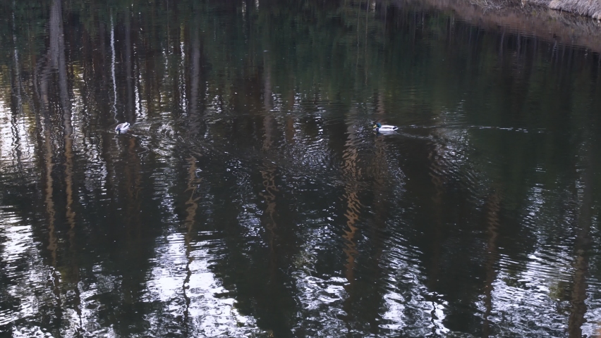 In a forest pond, two wild ducks swim peacefully, leaving a trail on the water. Coniferous trees are displayed in the water. The life of ducks in the wild.
