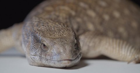 Close up of a cute monitor lizard laying in the studio, amazing wildlife, 4k