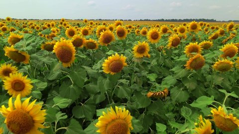 Drone extremly close flies to young sunflowers on a large sunflower field in summer.