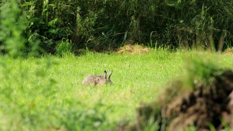 Brown hare (Lepus europaeus) looks for his breakfast on a meadow.