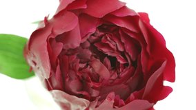 Peony red flower on white background. Blooming peony flower open, time lapse, close-up. Beautiful Wedding backdrop, Valentine's Day concept. 4K UHD video timelapse. Top view