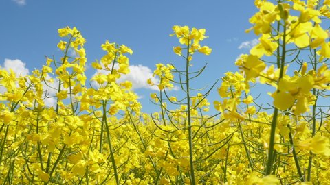 Yellow Flower Blossom Rapeseed Canola Agriculture Field. Beautiful Blooming Rapeseed Field Blue Sky in Springtime. Slow Motion. Close up of Yellow Flowers of Rape on Canola Background Blue Sky.  