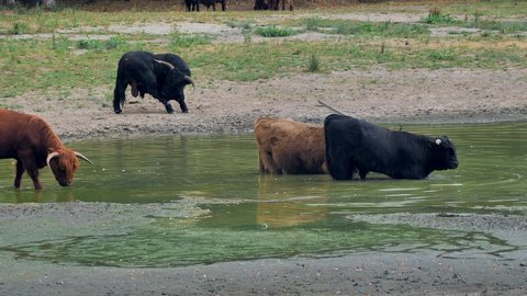 Panning shot of a herd of european bisons at a lagoon in the woods