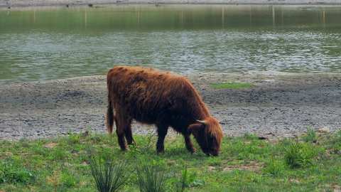 Close shot of a young European bison eating grass next to a lagoon in the woods