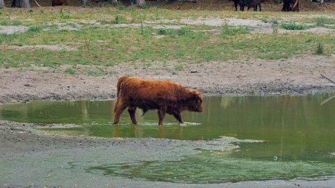 Close shot of a young European bison drinking water at a lagoon in the woods