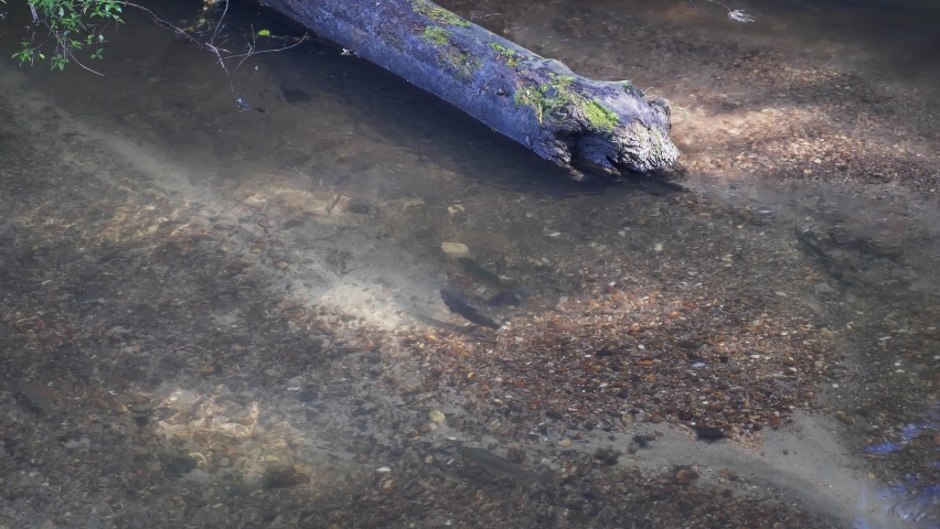 Rainbow Trout Spawning In A High Mountain River During Summertime. - High Angle Shot