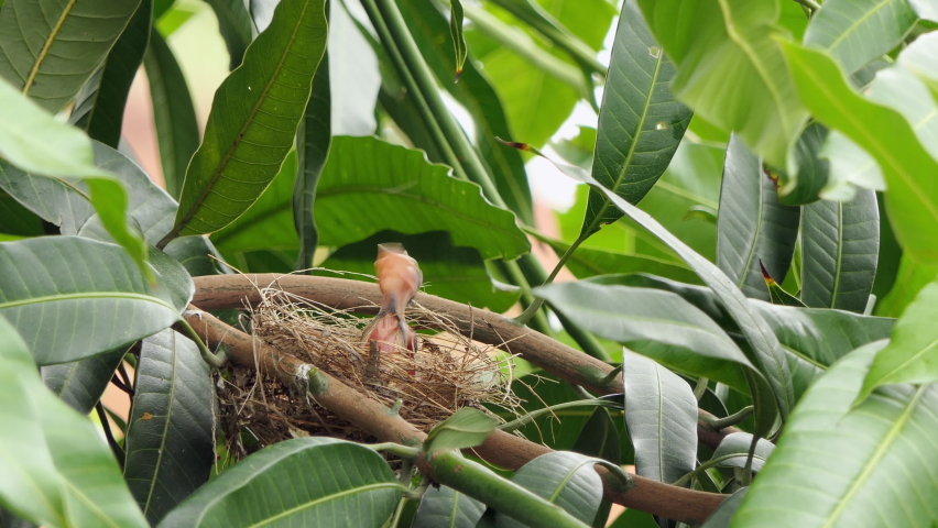 mother bird feeding her baby bird in the bird