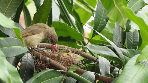 mother bird feeding her baby bird in the bird's nest. selective focus.
