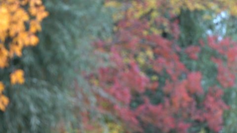 Blurry 4k defocused video footage of colorful bright autumn trees growing outdoors. Abstract fall background