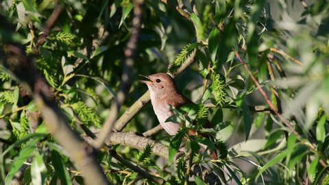 Common Nightingale Luscinia megarhynchos, beautiful small orange songbird standing on on branch and singing. Green background.
