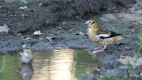 Hawfinch juvenile and chaffinch bird taking a bath