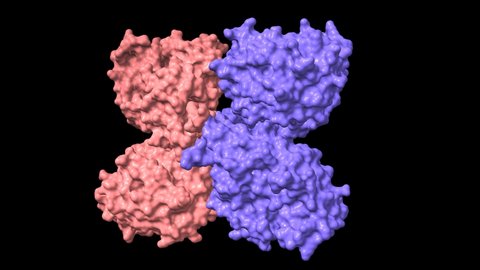Structure of phenylalanine hydroxylase tetramer, an enzyme implicated in phenylketonuria, animated 3D cartoon and Gaussian surface models, chain id color scheme, based on PDB 2pah, black background
