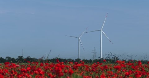 A red field of poppies, in which a flock of birds flies, in the background the blades of wind turbines rotate, generating clean energy from the wind, the harmony technology and nature