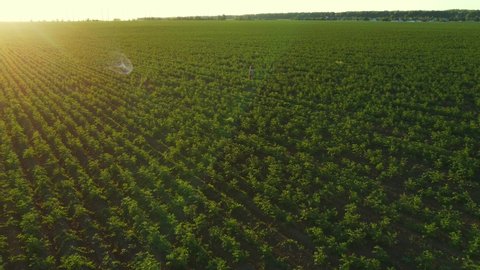 rows of potatoe plants, potato field at sunset aerial view. agriculture industry, farming, local farms, growing vegetables, beautiful agricultural landscape
