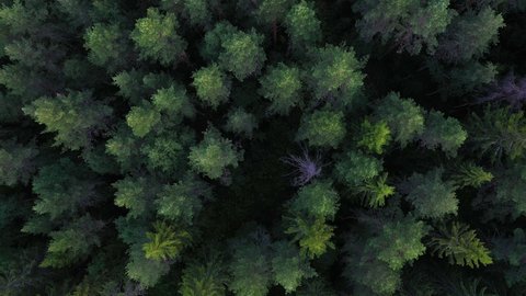Ariel view of a Nordic forest, with a slow, steady and cinematic movement. 