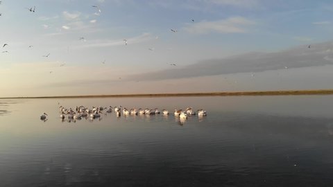 Kalmykia, nature reserve. Pelicans take off from the lake.