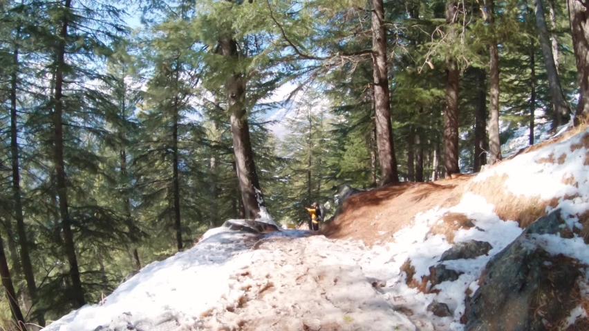 Pine Trees besides the pathway covered by snow during the winter as seen during the trek to Bijli Mahadev Temple at Kullu in Himachal Pradesh, India