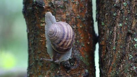 Snail on a tree in the garden. The snail glides over the wet wood texture.