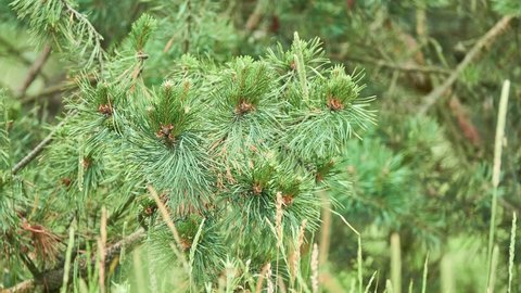 Scotch pine (Pinus sylvestris) is a plant, a widespread species of the genus Pine of the Pine family (Pinaceae). It grows naturally in Europe and Asia.