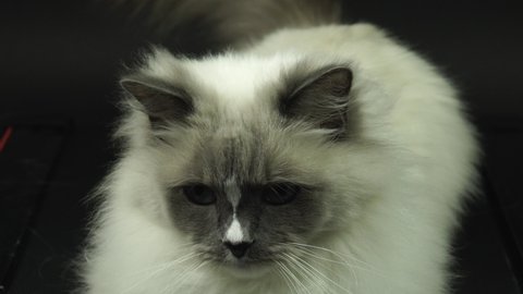 Cat with big blue eyes looking at the camera . Cat nose And mouth with long whiskers, extremes  close up. Fuzzy ragdoll breed cat with cute face look. 4k uhd.