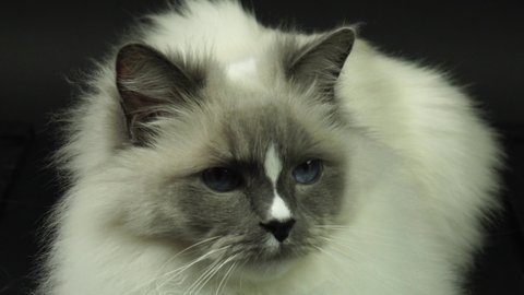 Cat with big blue eyes looking at the camera . Cat nose And mouth with long whiskers, extremes  close up. Fuzzy ragdoll breed cat with cute face look. 4k.