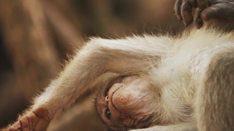 Goa, India. Bonnet Macaque - Macaca Radiata Or Zati With Newborn Sitting On Ground. Monkey With Infant Baby. Close Up Portrait.