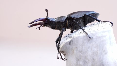 European stag beetle (Lucanus cervus) in nature. Isolated on a light background