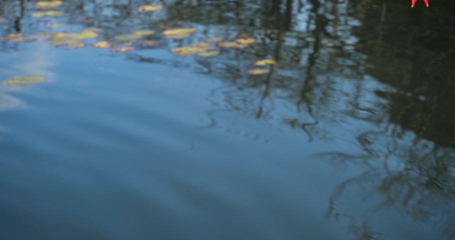Tilt-up video of autumn leaves turning red.
Light reflected from the water surface illuminates the autumn leaves. Royalty-Free Stock Footage #1076725490