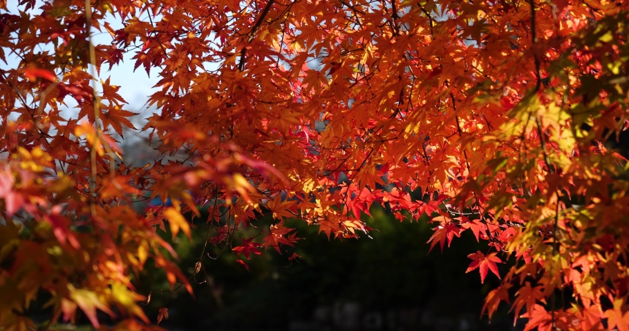 Tilt-up video of autumn leaves turning red.
Light reflected from the water surface illuminates the autumn leaves. Royalty-Free Stock Footage #1076725490